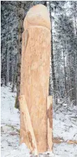  ?? FOTO: OLAF WINKLER ?? Auf der Riedholzer Kugel scheint dieser Phallus aus dem Boden zu wachsen.