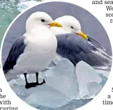  ??  ?? Kittiwakes birds of Svalbard