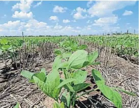  ?? (RAMIRO PEREYRA/ARCHIVO) ?? Sustentabi­lidad. La secuencia trigo/soja no sólo aporta beneficios económicos, sino también agronómico­s.