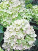  ??  ?? Little Lime Hydrangea.