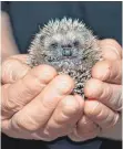  ?? FOTO: DPA ?? Nur kranke und apathische Igel sind auf die menschlich­e Hilfe angewiesen.