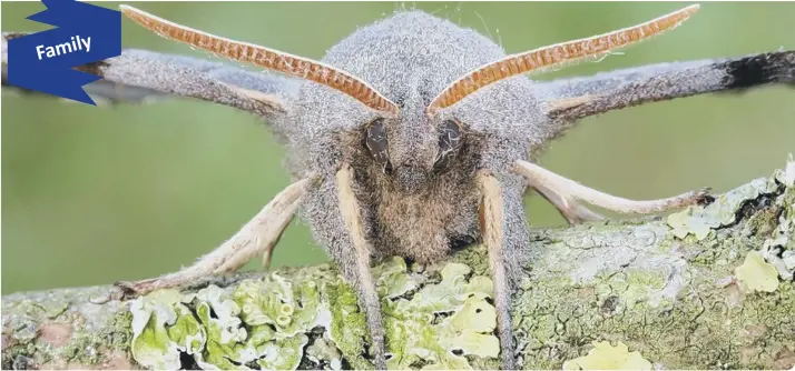  ??  ?? The Poplar Hawk-moth is a particular­ly striking species and can be seen from May to August (photo: Iain H Leach)