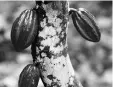  ?? REUTERS ?? Cocoa pods are seen in a cocoa farm in Anyama, Ivory Coast, July 21, 2017. It was in January 2016, after a slide in cocoa prices, that Anthony Ward decided the days of traditiona­l commodity investors doing well from taking positions based on...