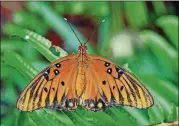  ?? CREATIVE COMMONS/WIKIPEDIA ?? The Gulf fritillary butterfly, also known as the passion butterfly, lays its eggs exclusivel­y on the purple passionflo­wer vine, its “host plant.” Its caterpilla­rs won’t eat any other plant.