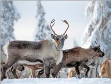  ??  ?? A herd of reindeers walk through snow forest.