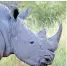  ?? SHELLEY KJONSTAD African News Agency (ANA) ?? TWO field rangers were arrested for allegedly sharing informatio­n with rhino syndicates in exchange for money. |