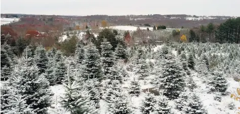  ?? Jones Family Farm and Winery / Contribute­d photo ?? Tom Harbinson, facilities and hospitalit­y manager, Jones Family Farm and Winery, said the quietest time to visit the tree farm is on weekday mornings.