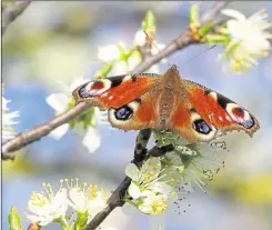  ?? ?? A Peacock butterfly on blackthorn by Jim Higham