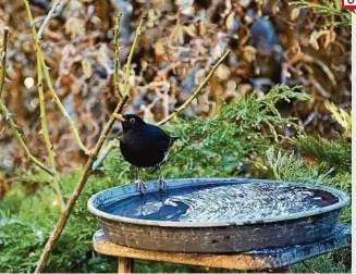  ??  ?? Der Frühling schickt in den nächsten Tagen einen ersten Gruß. Für ein Bad ist es noch zu früh, aber einen kühlen Schluck kann man ja nehmen.