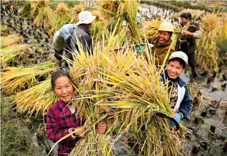  ??  ?? Cosecha de arroz en la aldea de Xiaotun, provincia de Guizhou.