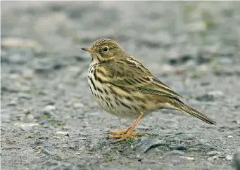  ?? ?? TWO: Meadow Pipit (Seaforth, Lancashire, 26 January 2013). This Meadow Pipit shows the species’ characteri­stic rather small-bodied, round-headed and frail appearance, thin, spiky bill and, just visible here, very long hind claws, an adaptation to a life spent mainly on the ground. The underparts streaking is typical of Meadow Pipit – well broken lines down the flanks which are similar in their prominence to the streaks on the breast. The face pattern of Meadow Pipit also repays attention – here typically dominated by the whitish eyering and with slightly pale-centred ear coverts.
