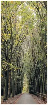  ?? PHOTO: OLI SCARFF/GETTY IMAGES ?? NATURE DRIVE: A car travels along a single-track road through deciduous woodland in Bramshill near Hook, England