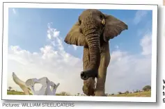  ??  ?? Pictures: WILLIAM STEEL/CATERS
William Steel conceals his time-lapse camera, top, in elephant dung to get incredible close-ups