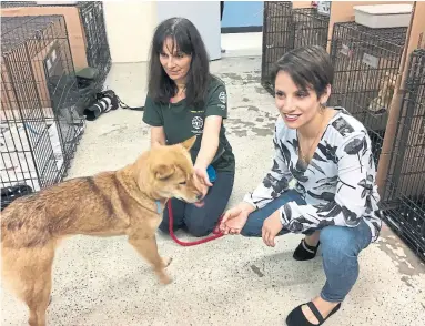  ?? SIDHARTHA BANERJEE/THE CANADIAN PRESST ?? Canadian Olympian Meagan Duhamel and a Humane Society Internatio­nal volunteer meets with Sunny, one of more than 80 dogs rescued from a dog-meat farm in South Korea, in Montreal on Thursday.