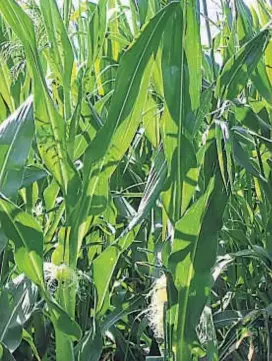  ??  ?? Expansión. En la última campaña, sin retencione­s, el maíz ocupó en Córdoba 1,7 millones de hectáreas, la mayor en la última década.
