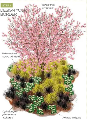  ??  ?? Hakonechlo­a macra ‘All Gold’
Ophiopogon planiscapu­s ‘Kokuryu’
Prunus ‘Pink Perfection’
Primula vulgaris