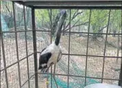  ?? HT PHOTO ?? The plastic ring was removed on Wednesday, and the bird is under observatio­n at Sultanpur National Park.