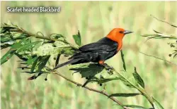  ??  ?? Scarlet-headed Blackbird