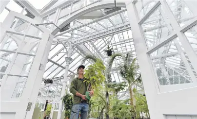  ?? PHOTO: GERARD O’BRIEN ?? Spick and span . . . Adding the final touches to the Dunedin Botanic Garden winter glasshouse is curator Stephen Bishop in preparatio­n for the official reopening of the 110yearold Edwardian building today.