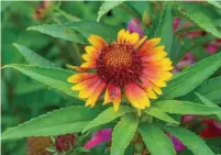  ??  ?? Gaillardia is a perennial that adds pops of cheerful yellow/orange colour to any garden.
