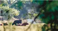  ?? AMY BETH BENNETT/SOUTH FLORIDA SUN SENTINEL ?? Cattle graze in a field north of West Atlantic Avenue that sits between Starkey Road and the southbound lanes of the Florida Turnpike in Delray Beach on Dec. 19.