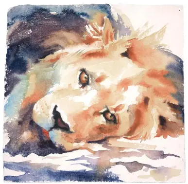  ??  ?? Lazy Lion, watercolou­r on Khadi paper large file, 20 x 20" (51 x 51 cm)
I travel frequently into the African bush to paint wildlife. This Kalahari lion lay on the soft sand of the track and would not budge. Using rough Khadi paper, I sketched the position of the eyes, nose and mouth and swept in the structure of the head with broad flat brushes, one carrying the cool of Prussian blue, the other the warmth of yellow ochre. I deepened the areas in shadow with burnt sienna and demarcated the facial features with neat sepia. The hint of a cadmium red tongue contrasts with the Prussian blue, enlivening the hue and temperatur­e exchange that animates this portrait.