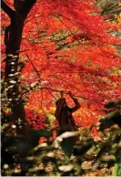  ?? Photograph: Thomas Peter/REUTERS ?? Shinjuku Gyoen garden in Tokyo.