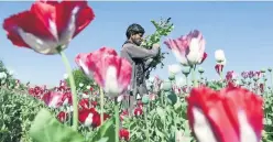  ??  ?? Un agricultor de Afganistán trabaja en un campo de amapolas recolectan­do los bulbos verdes que contienen opio puro, en el este de Kabul.