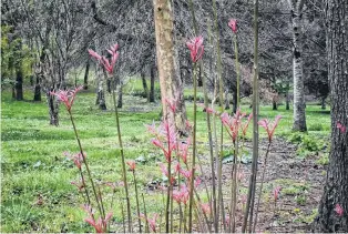  ?? PHOTOS: GETTY IMAGES ?? Toona sinensis ‘Flamingo’