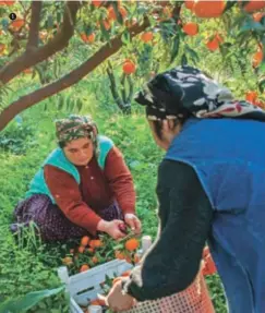  ??  ?? Başka yerlerde aralık-ocak aylarında tarım durur, Bodrum’da ise kış tam mandalina toplama mevsimidir.
In other places, agricultur­e takes a break in December and January, but in Bodrum winter is the right time to harvest tangerines.
Mandalina çiçekleri baş döndürücü bir koku yayıyor. Mandarin flowers emit a dizzying fragrance.