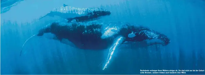  ??  ?? Buckelwale verlangen ihren Müttern einiges ab. Sie sind nicht nur bei der Geburt echte Brocken, sondern trinken auch hunderte Liter Milch.
