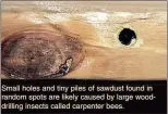  ??  ?? Small holes and tiny piles of sawdust found in random spots are likely caused by large wooddrilli­ng insects called carpenter bees.
