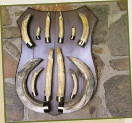  ??  ?? Seekoeie het letterlik ’n bek vol tande. Hierdie seekoeitro­fee hang in Buffalo Range Safaris se jagkamp.