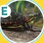  ??  ?? Blanding’s Turtle Spiny Softshell Turtle Spotted Turtle Common Snapping Turtle Map Turtle Wood Turtle Painted Turtle