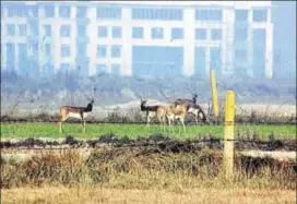  ?? HT FILE PHOTO ?? The Greater Noida’s Dadri Wetland is home to a variety of animals, birds and fauna. It is home to Blackbuck, Chinkaras and birds such as Sarus and Bluethroat.