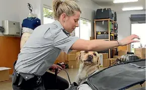  ?? PHIL DOYLE ?? More sniffer dogs are being trained as tourist numbers grow.