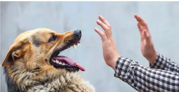  ?? FOTO:DIMID/FOTOLIA ?? Ein Deutscher Schäferhun­d fällt einen Menschen an. Die Hände zur Abwehr auszustrec­ken und wild zu gestikulie­ren, ist laut Hundetrain­erin Theobald-Hoffmann keine gute Idee.