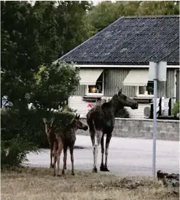  ?? Bild: ELIN PERSDOTTER/PRIVAT ??