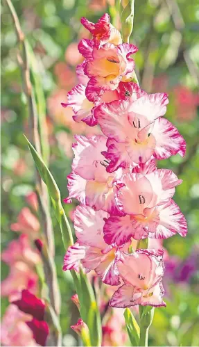  ?? ?? BLOOMING LOVELY: Gladiolus will add a splash of colour to the garden.