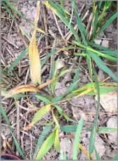  ?? ?? VOLUNTEER OATS in cereal crop