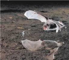  ?? FOTO: NABU ?? Eine Wasserfled­ermaus bei der Jagd.