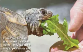  ??  ?? It’s not just tortoises that can eat dandelion leaves – they can add a tang to your salads too