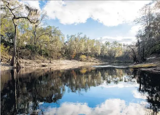  ?? PATRICK CONNOLLY/ORLANDO SENTINEL PHOTOS ?? Above: Trees are reflected in the blackwater of the Suwannee River during a sunny day near White Springs on Dec. 17, 2020; Below: A campfire helps keep the site warm during a chilly night at Spirit of the Suwannee Music Park and Campground.