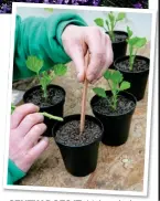  ??  ?? GENTLY DOES IT: Make a hole and pop cuttings into compost