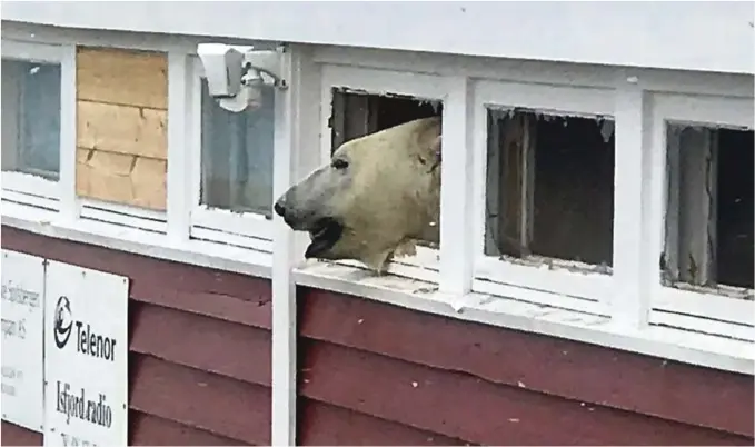  ?? FOTO: HILDE KRISTIN RØSVIK / SVALBARDPO­STEN / NTB SCANPIX ?? KIKKER UT:Isbjørnen titter ut av en vindusåpni­ng etter at den brøt seg inn i en lagerbygni­ng som tilhører hotellet Isfjord Radio på Svalbard.