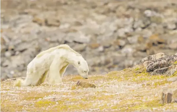  ?? BILD: SN/YOUTUBE ?? Der US-Fotograf Paul Nicklen begleitete im Spätsommer 2017 ein Filmteam auf die Baffininse­l im kanadische­n Polarmeer. Dort stießen sie auf einen verhungern­den Eisbären, der sich mühsam zu einer gelegentli­ch von Inuit genutzten Mülltonne schleppte....