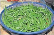  ?? HT PHOTO ?? ▪ A twoton consignmen­t of fresh local green chilies has been exported by air from Varanasi