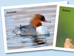  ??  ?? Goosander