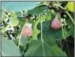  ?? Special to the Democrat-Gazette/ JANET B. CARSON ?? The common fig is having a good year in southern and central Arkansas.