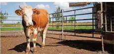  ?? FOTO: BECKER/DPA ?? Direktzahl­ungen der EU an Viehhalter sind künftig an Umweltaufl­agen gebunden. Der Agraretat wird entgegen der Befürchtun­gen aber nicht gekürzt.